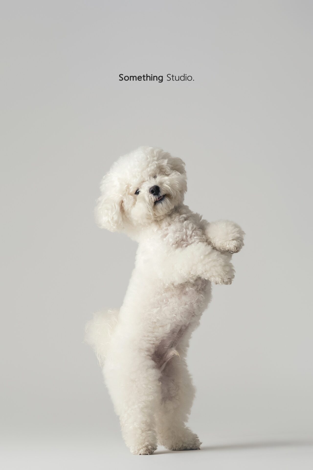 三牲工作室寵物攝影，比熊犬棚拍肖像與寵物寫真照片 01