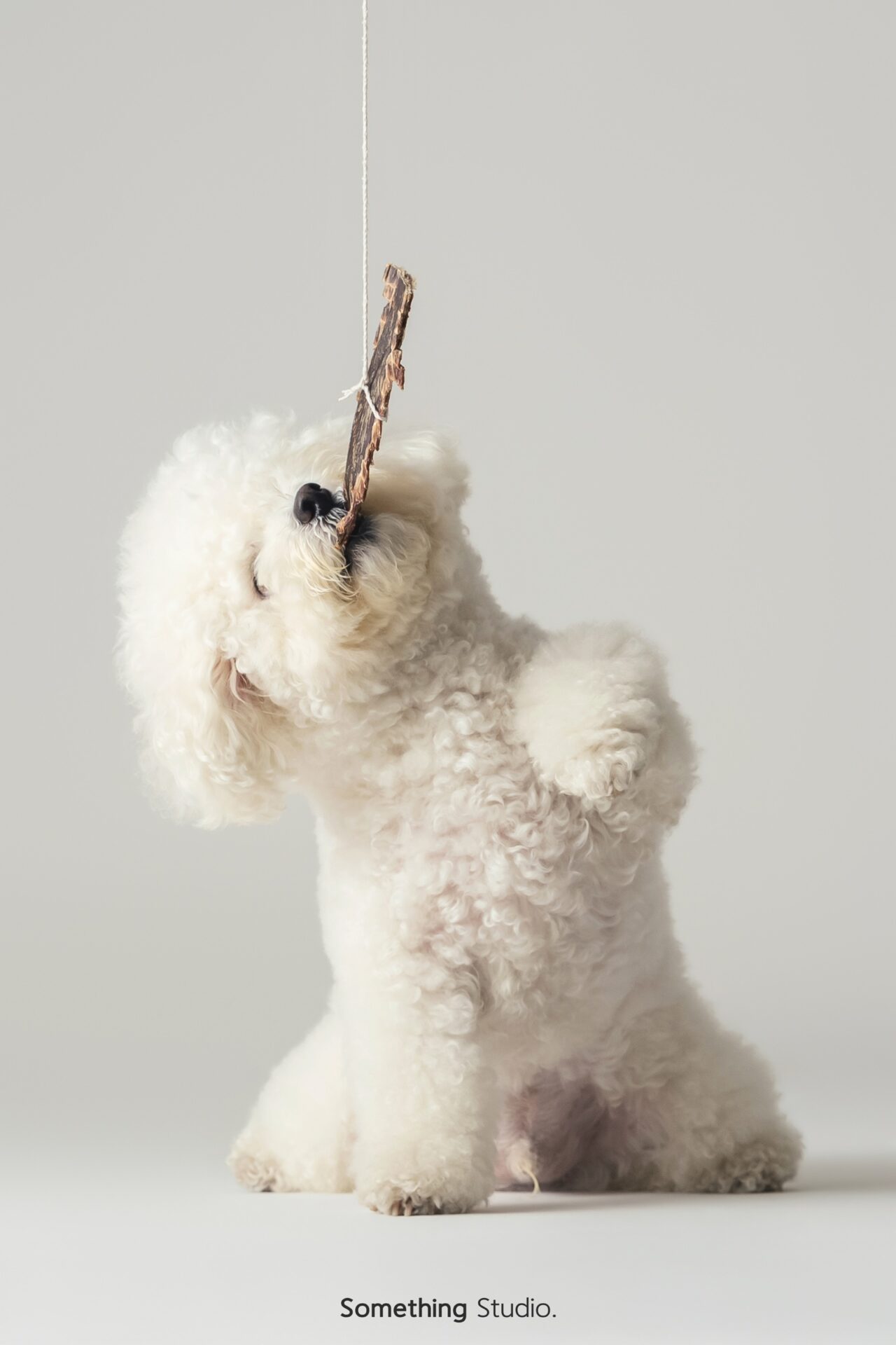 三牲工作室寵物攝影，比熊犬棚拍肖像與寵物寫真照片 06