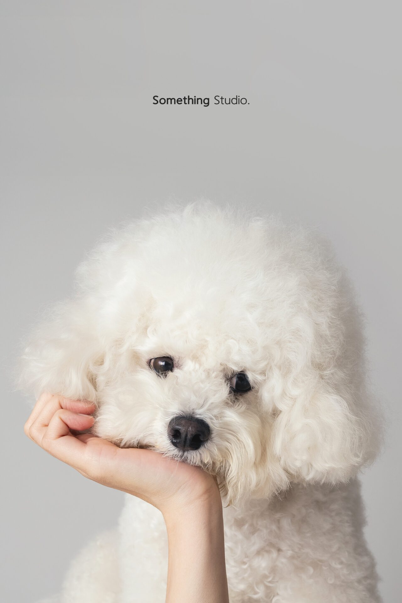 三牲工作室寵物攝影，比熊犬棚拍肖像與寵物寫真照片 10