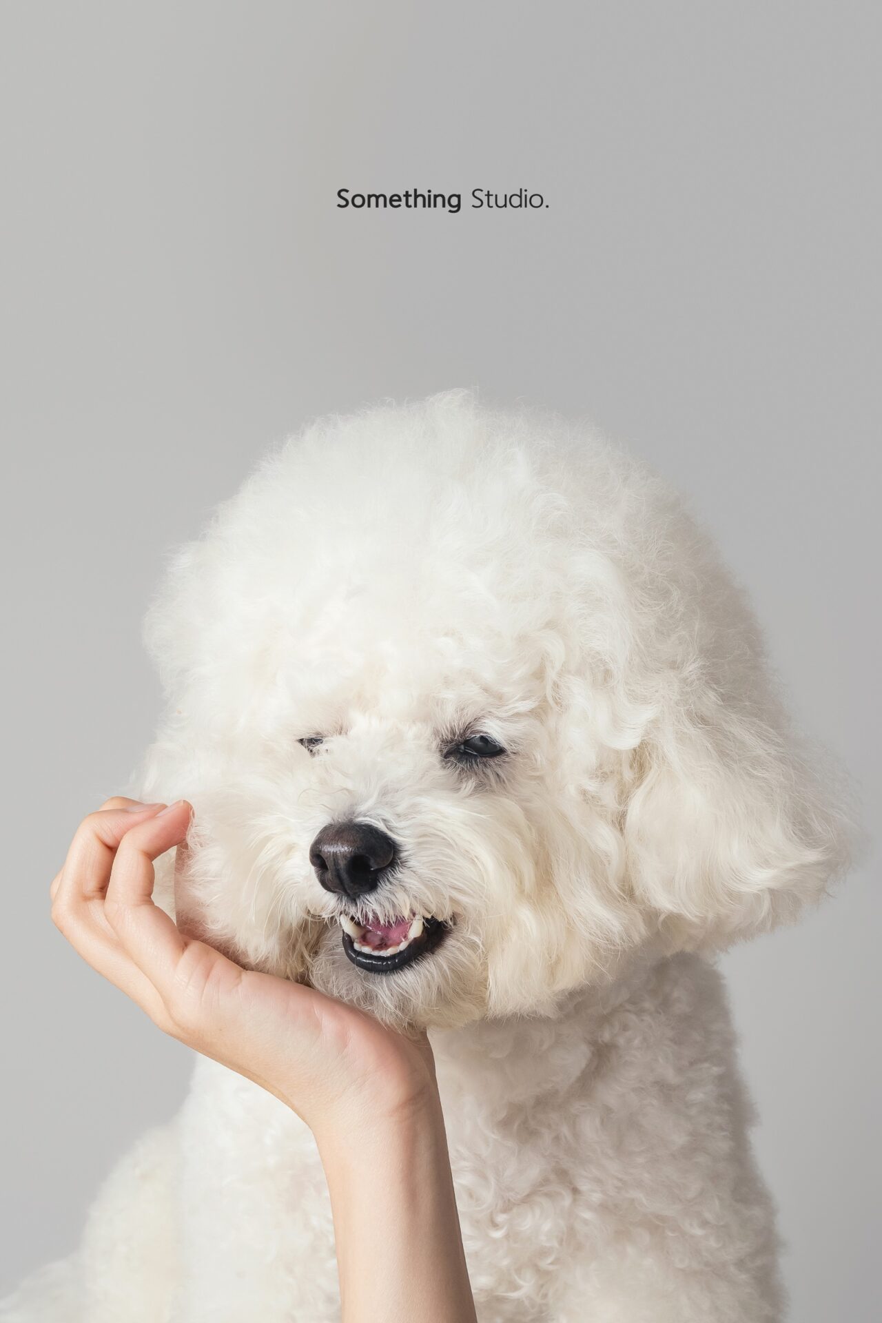 三牲工作室寵物攝影，比熊犬棚拍肖像與寵物寫真照片 11