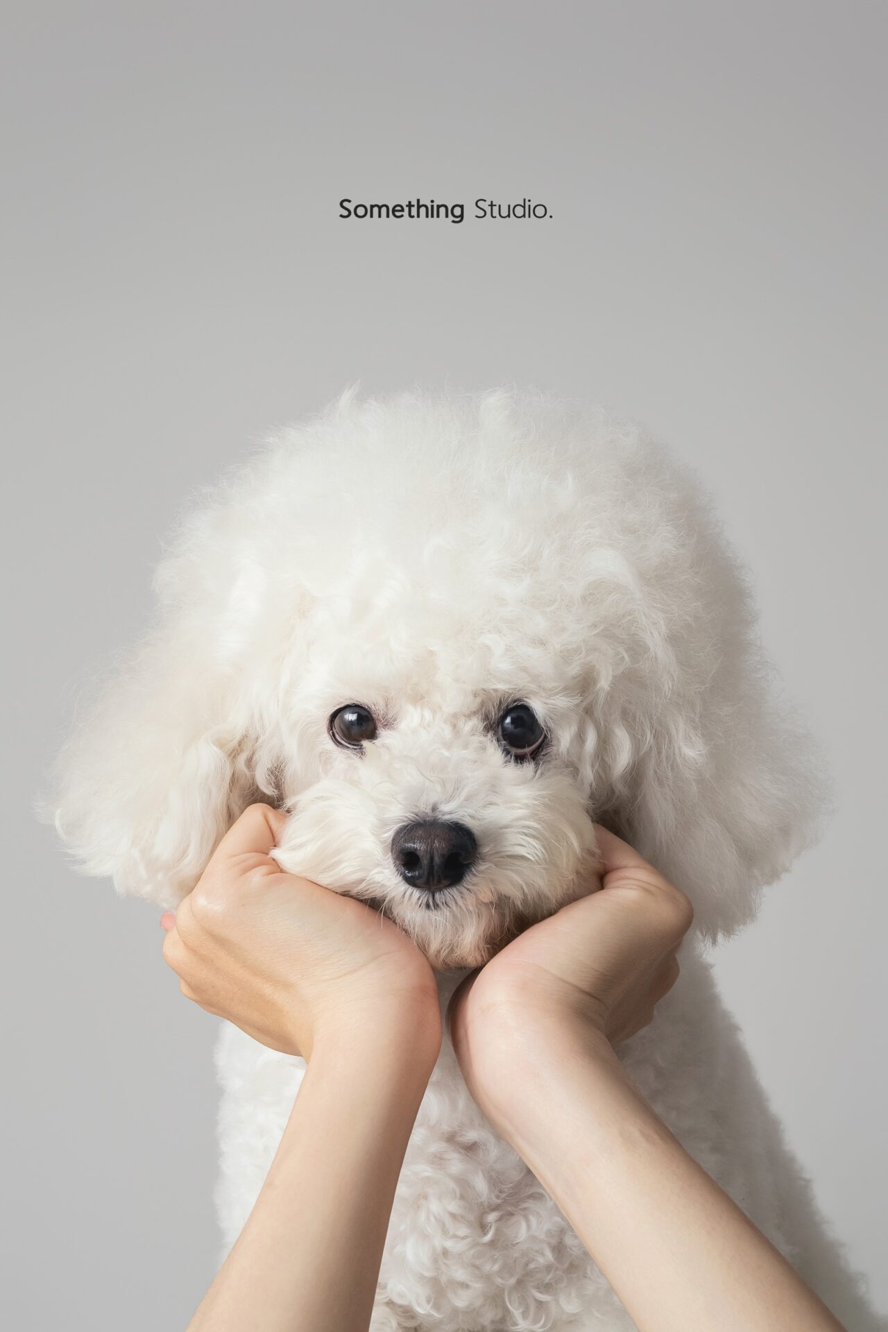 三牲工作室寵物攝影，比熊犬棚拍肖像與寵物寫真照片 12