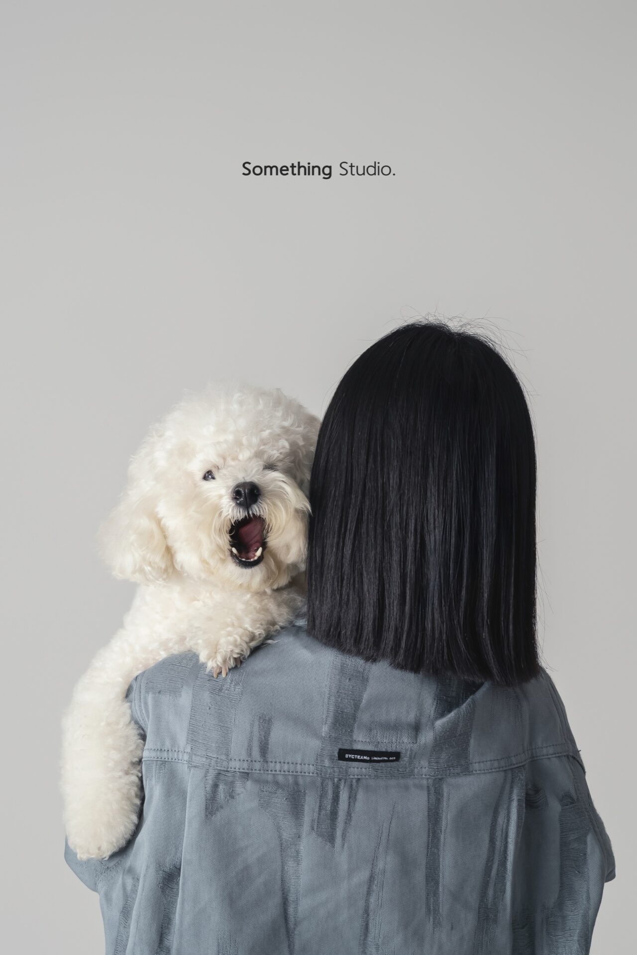 三牲工作室寵物攝影，比熊犬棚拍肖像與寵物寫真照片 13