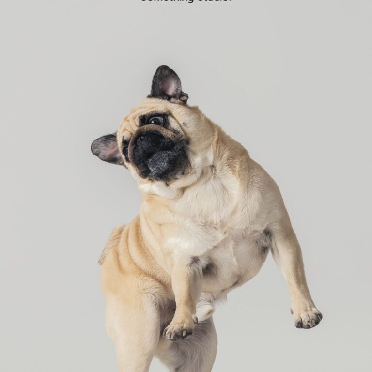三牲工作室寵物攝影，巴哥犬棚拍肖像與寵物寫真照片 02