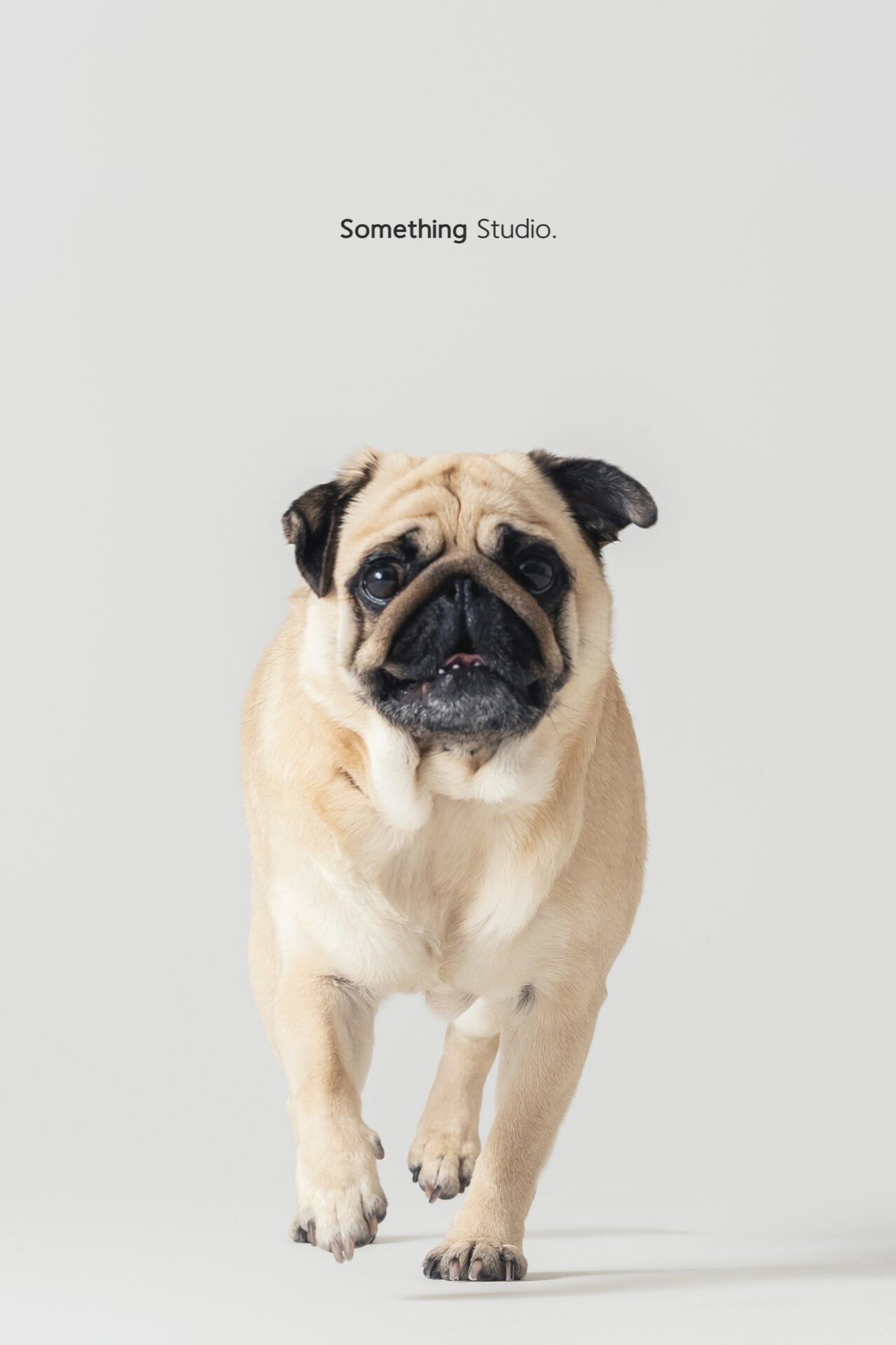 三牲工作室寵物攝影，巴哥犬棚拍肖像與寵物寫真照片 03