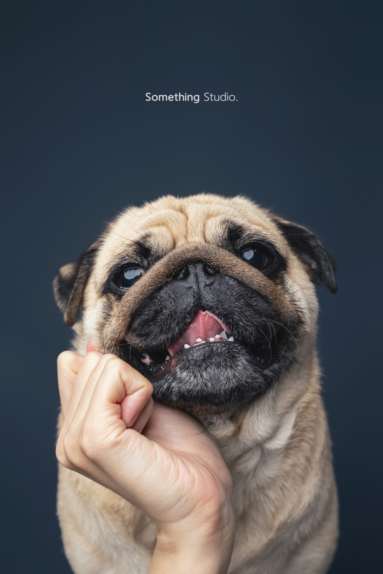 三牲工作室寵物攝影，巴哥犬棚拍肖像與寵物寫真照片 10